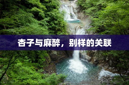 杏子与麻醉，别样的关联