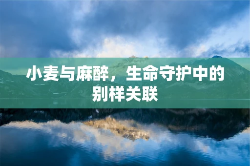 小麦与麻醉，生命守护中的别样关联