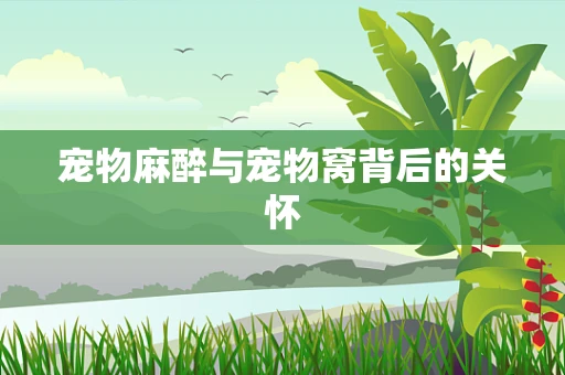 宠物麻醉与宠物窝背后的关怀