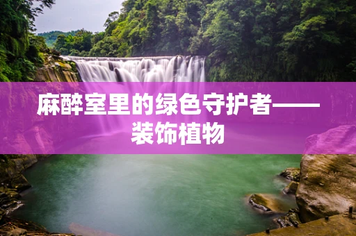 麻醉室里的绿色守护者——装饰植物